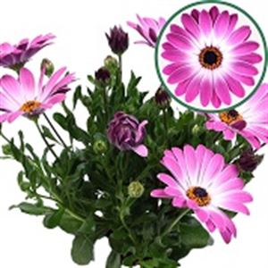 Bild von Osteospermum P12 Monica(rose bic)